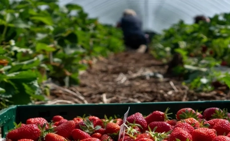 El confinamiento durante el coronavirus desafía a los agricultores y distribuidores de alimentos