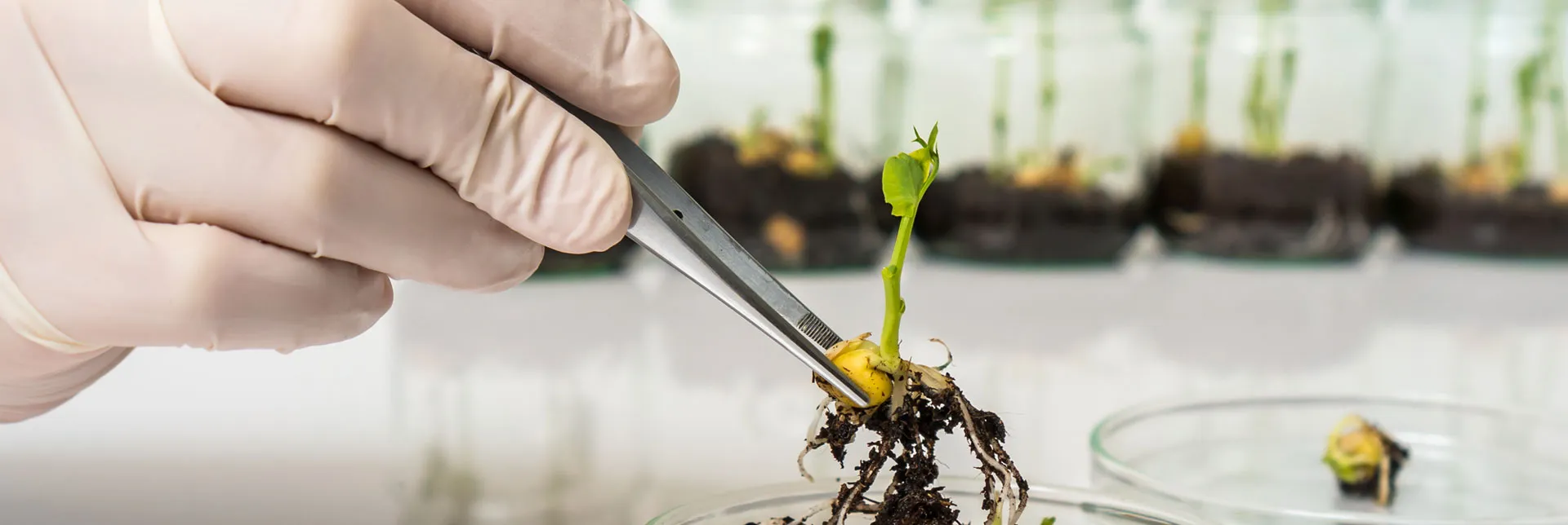 header-banner-crispr.webp
