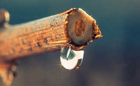 6 Tips to Reduce the Water Footprint of Your Food