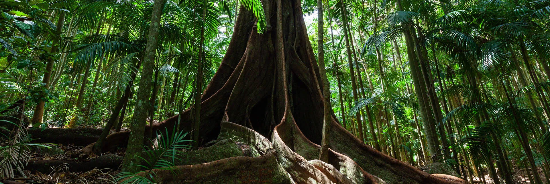 Header-banner-FigsBiodiversity.webp