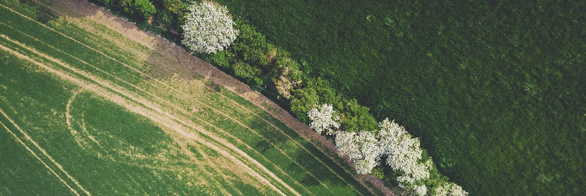 header-banner-greennewdeal.webp
