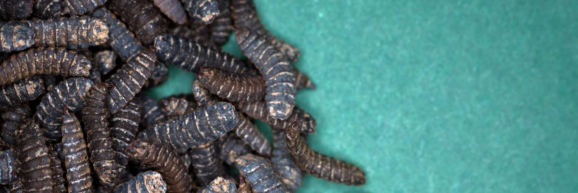 header-banner-insect_food_waste.webp