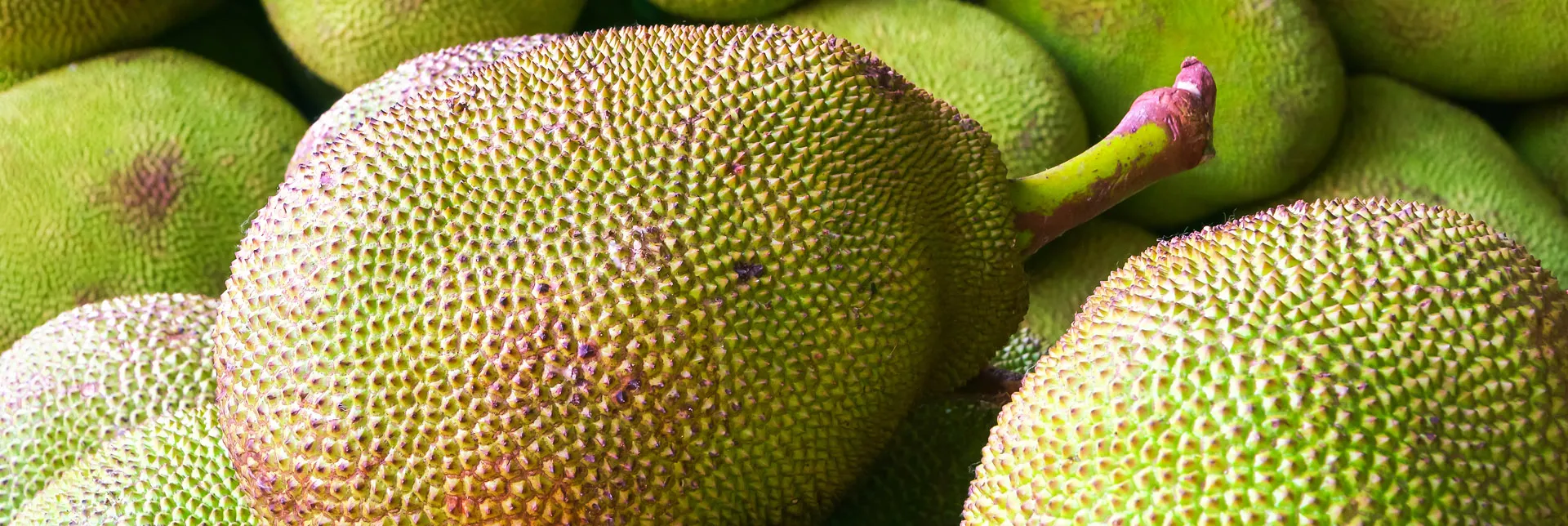 header-banner-jackfruitgrown.webp