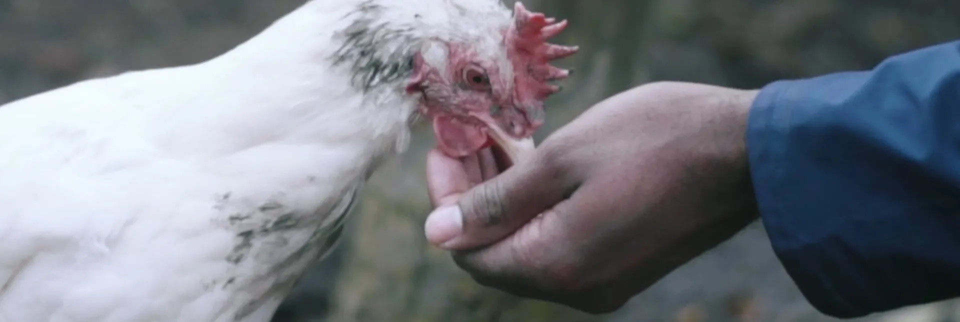 ¿Cómo es criar gallinas en el patio de tu casa?