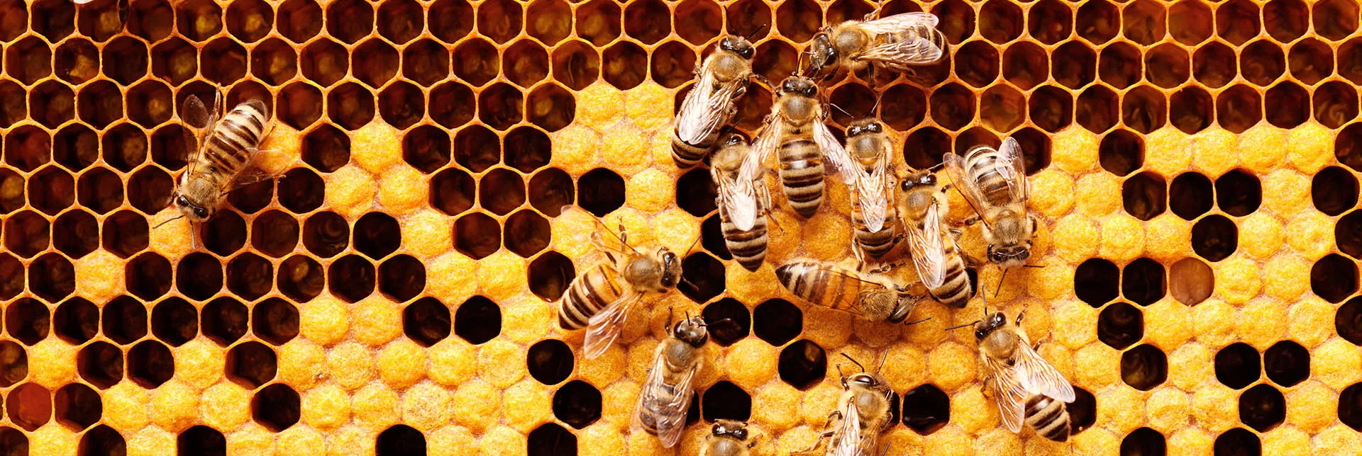 Header-Banner-Manuka.webp