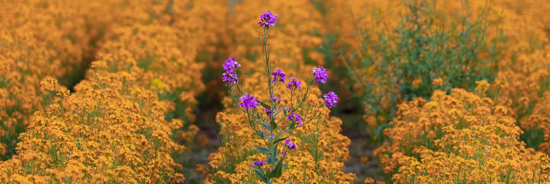 header-banner-naturalfoods.webp