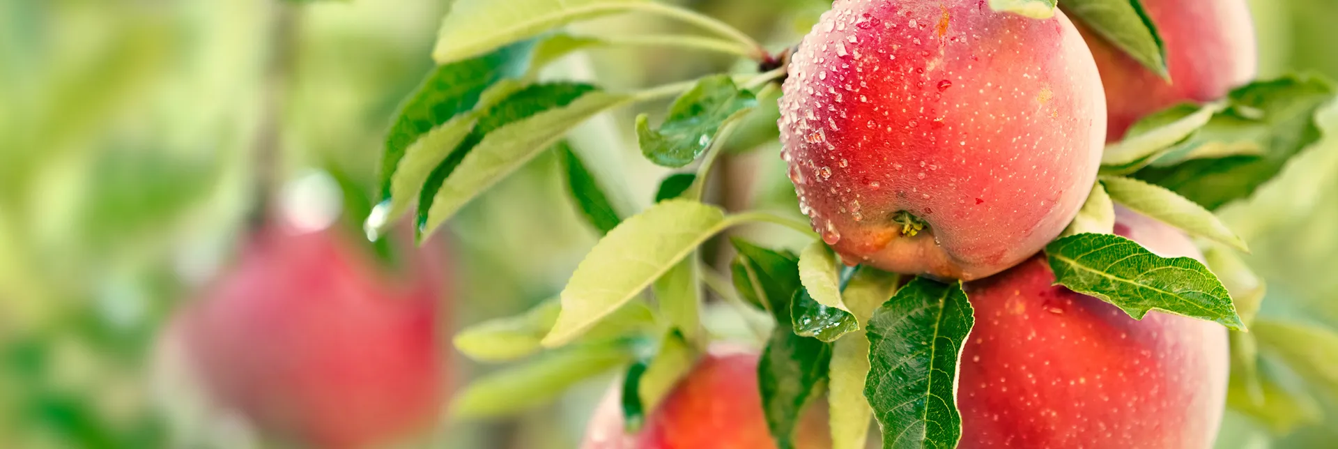 header-banner-pesticides_in_organic_farming.webp