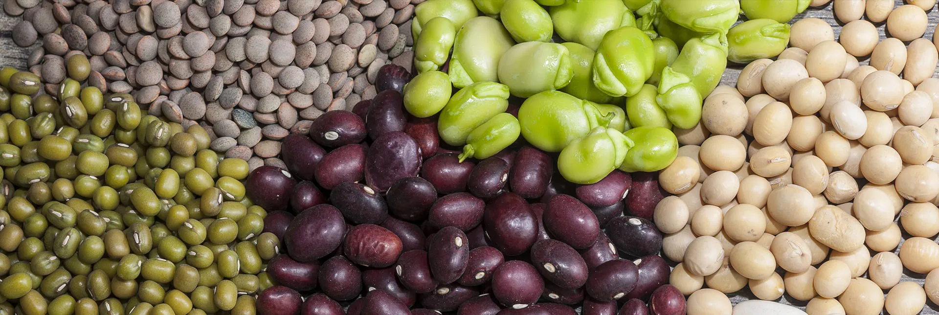 header-banner-sources-of-protein.webp