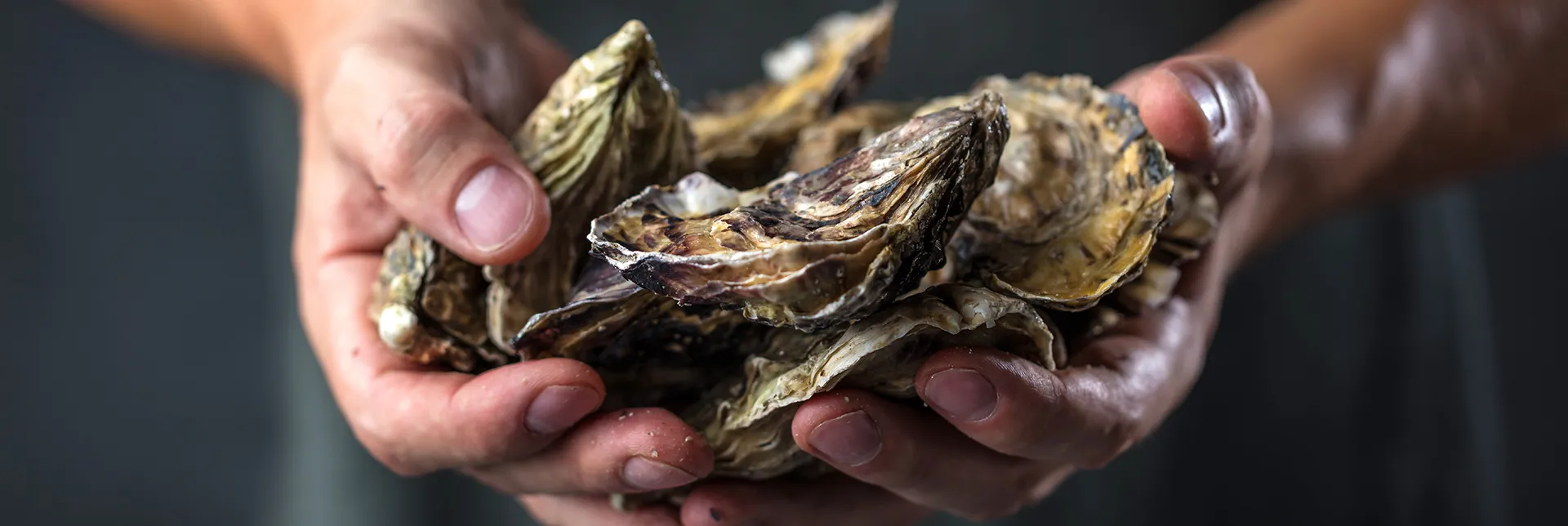 header-banner-toxic-shelfish.webp