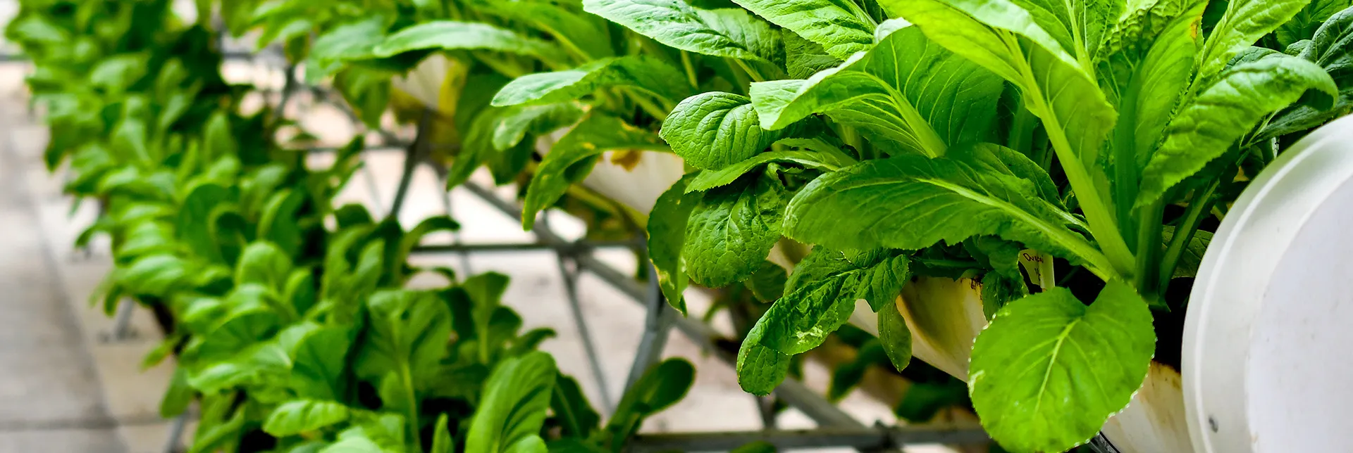 Agricultura urbana | Cultivar tu propia comida