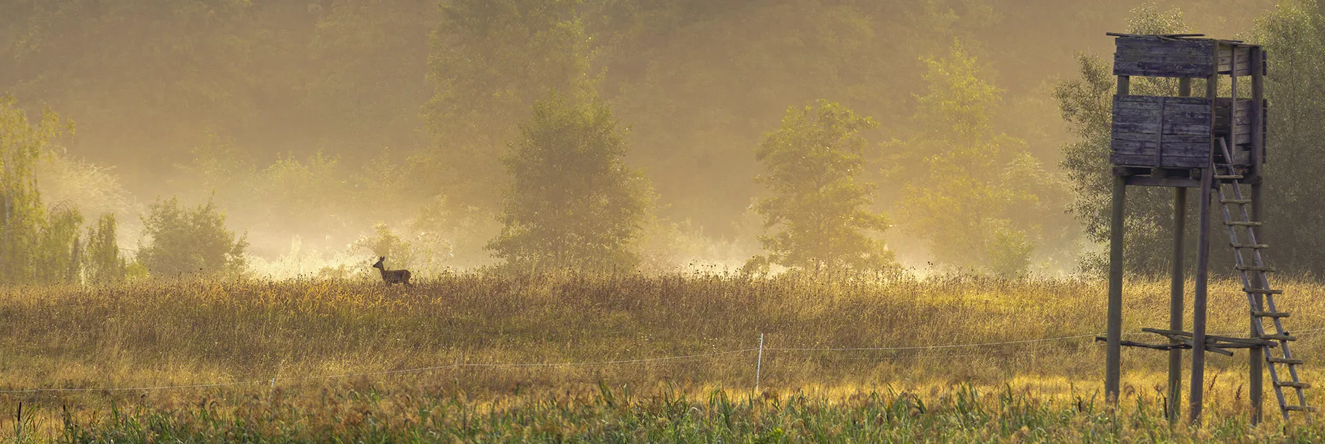 Ist Wildfleisch gut für die Umwelt?