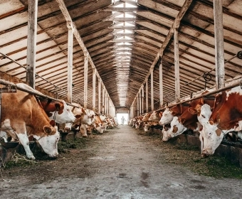 high-low-impact-beef-category.webp