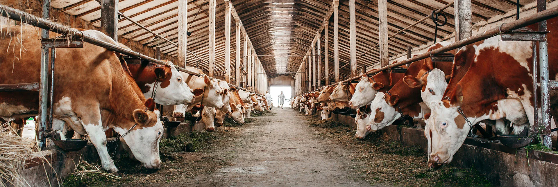 high-low-impact-beef-header.webp