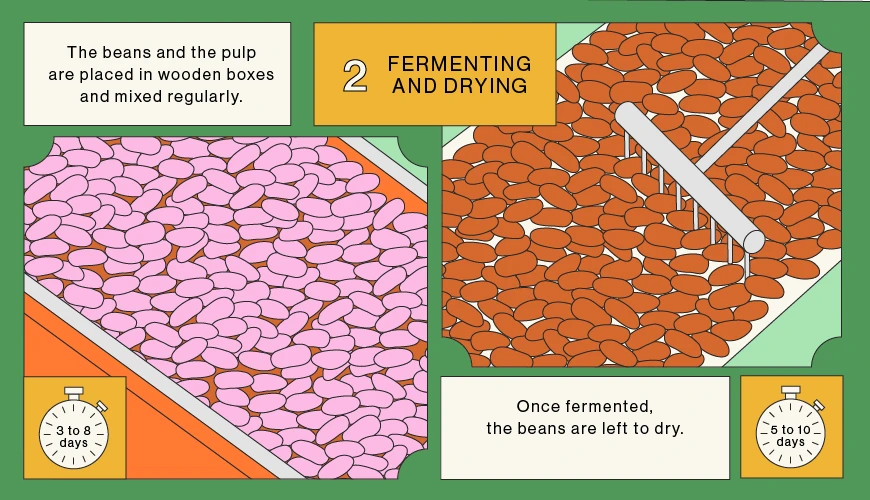 Fermenting and Drying