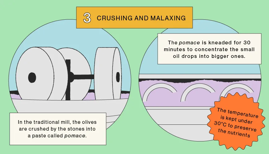 Crushing and malaxing