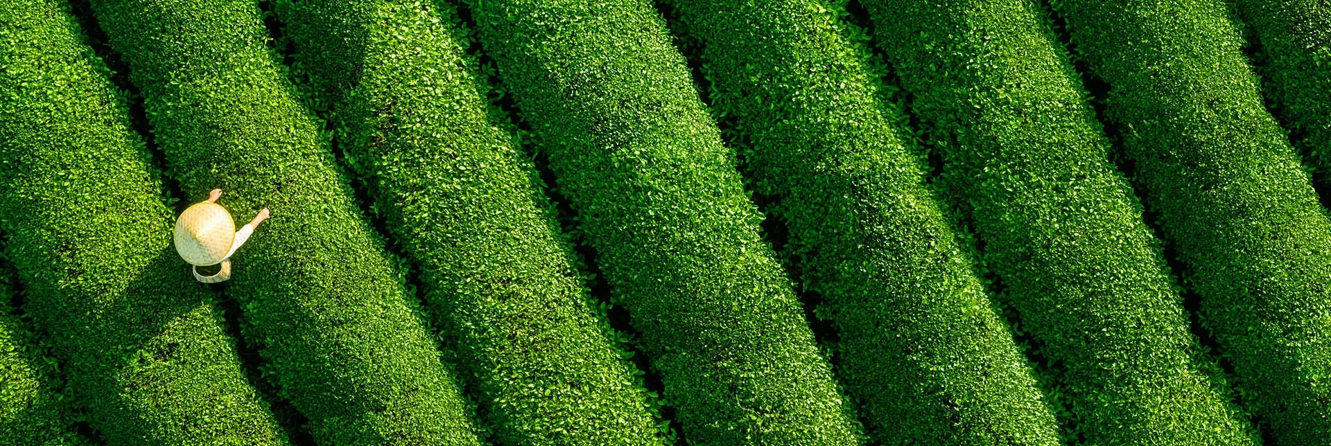 home-banner-importedorganics.webp
