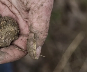 How Climate Change Affects Truffle Growth