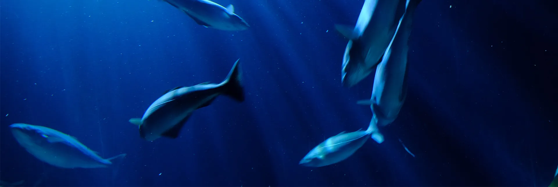home-slider-aquaculture-opinion.webp