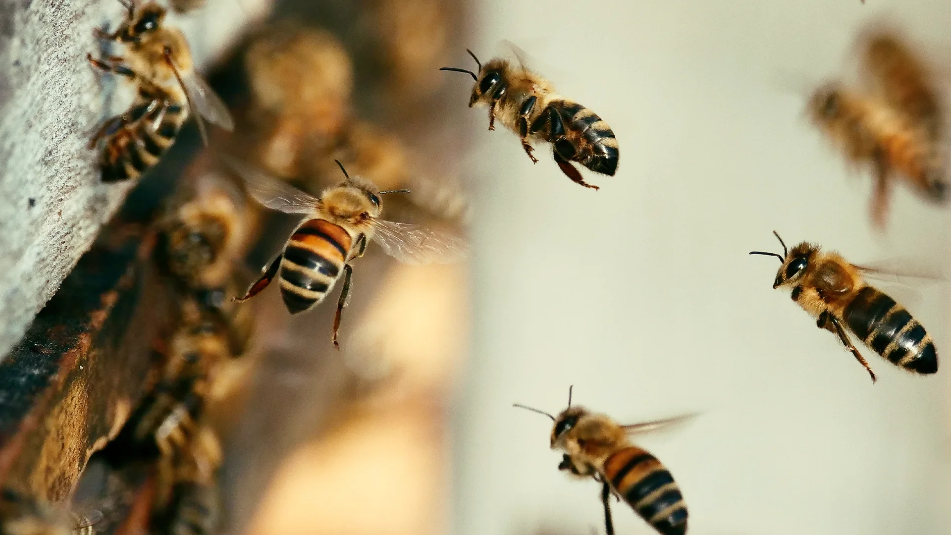 honey_bees_banner.webp