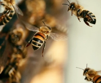 honey_bees_thumb.webp