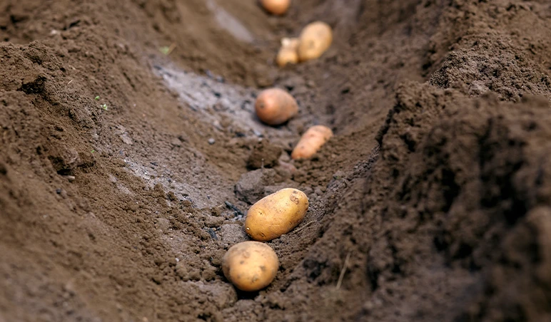 Potatoes