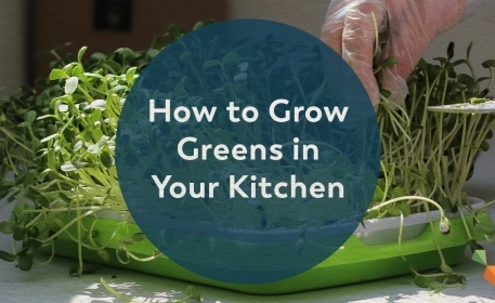 Farm In Your Kitchen | Look Inside