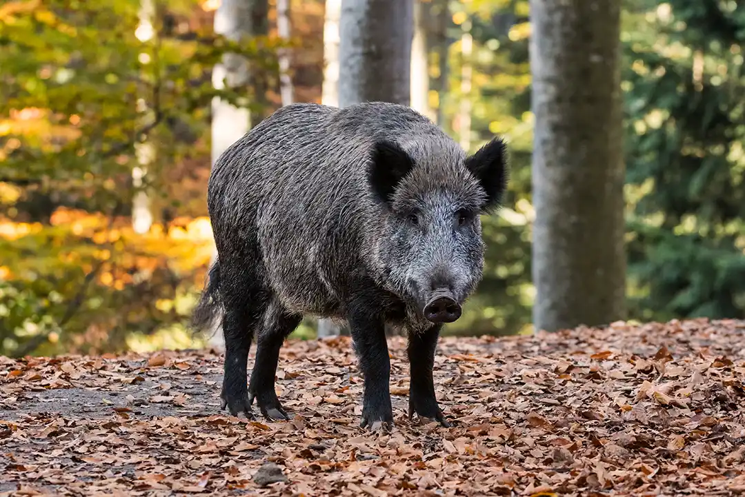 Wild boar 
