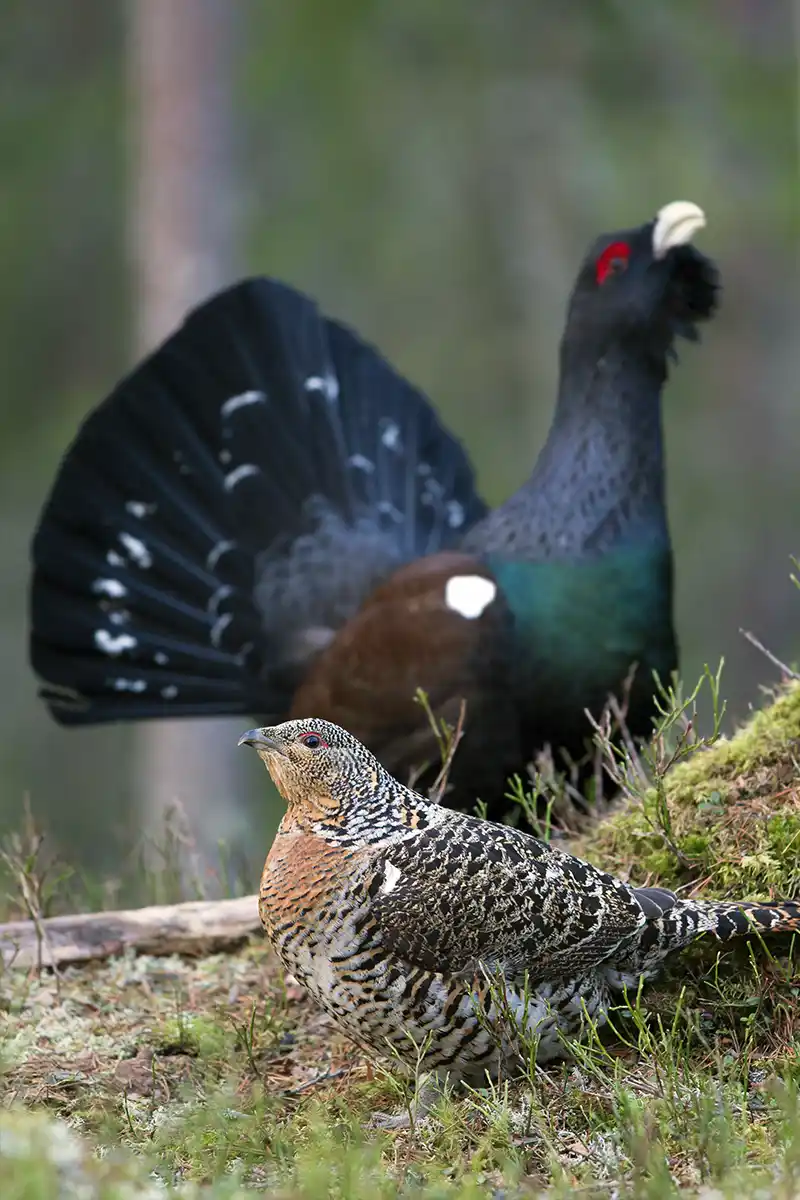 western capercaillie