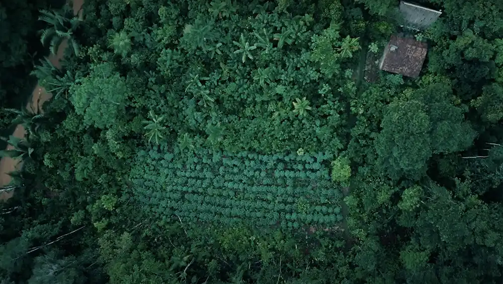 Ernst Götsch's farm, known as 'Water Eyes' in Brazil.