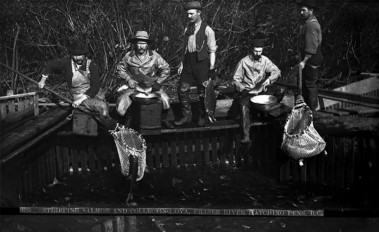 An early hatchery on the Fraser River in British Columbia. (Photo by Bailey Bros. Photography/Vancouver Public Library 19960)