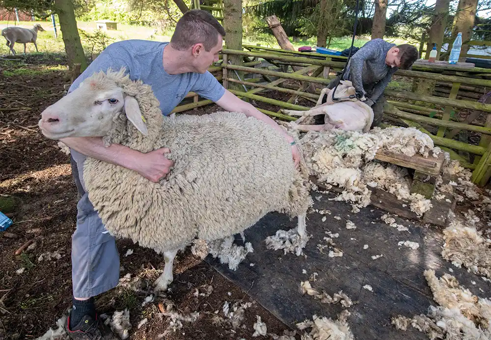 Image of farmer shearing sheep 