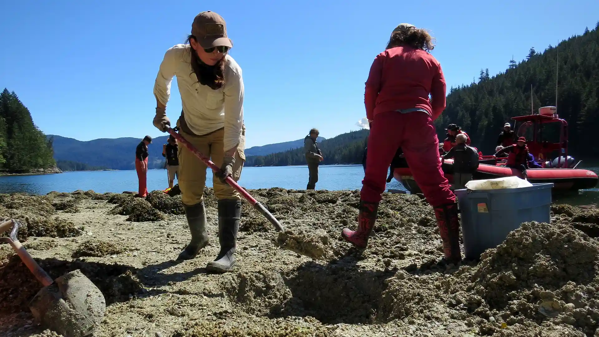 Clam garden being studied