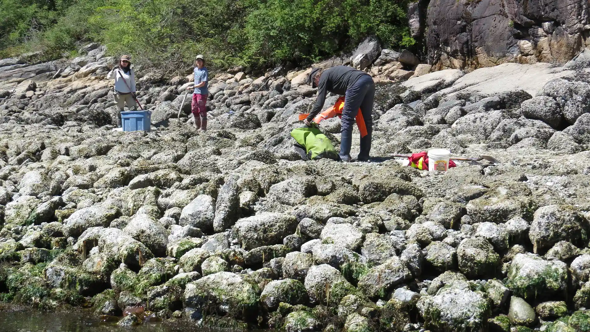 Clam garden being studied