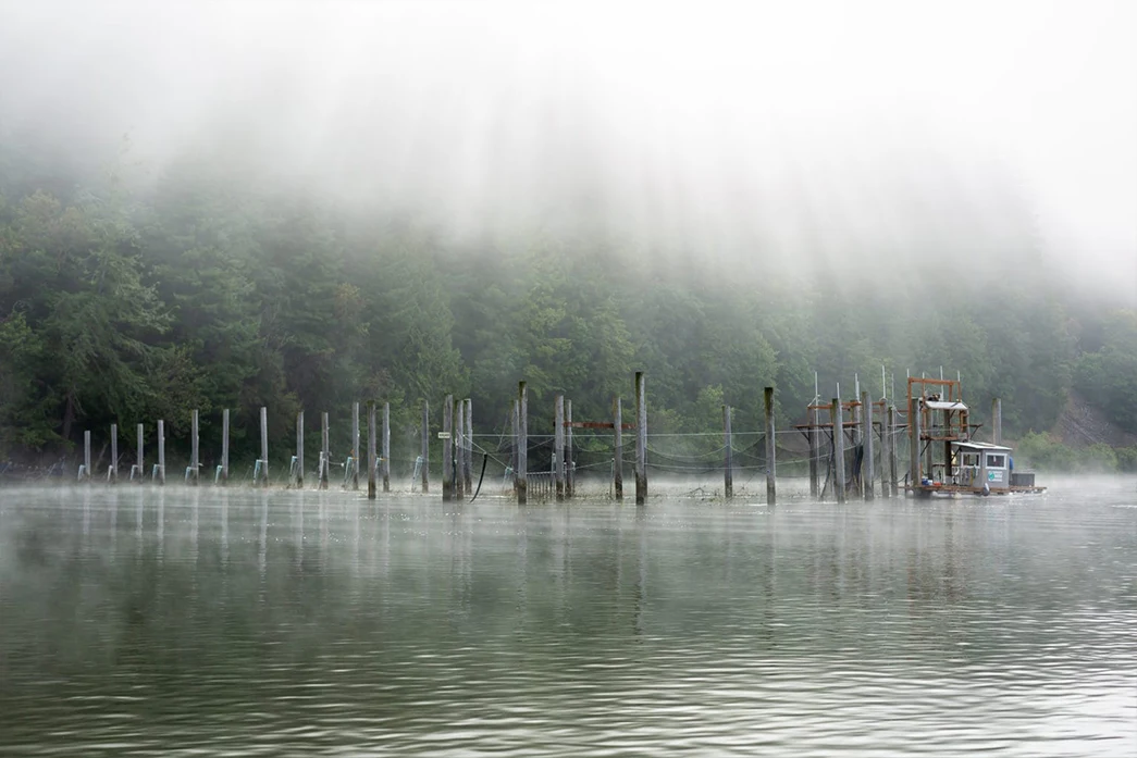 Salmon weirs and traps allow for more selective fishing, giving fishers the opportunity to separate wild fish from hatchery fish. (Photo by Aaron Jorgenson/Wild Fish Conservancy)