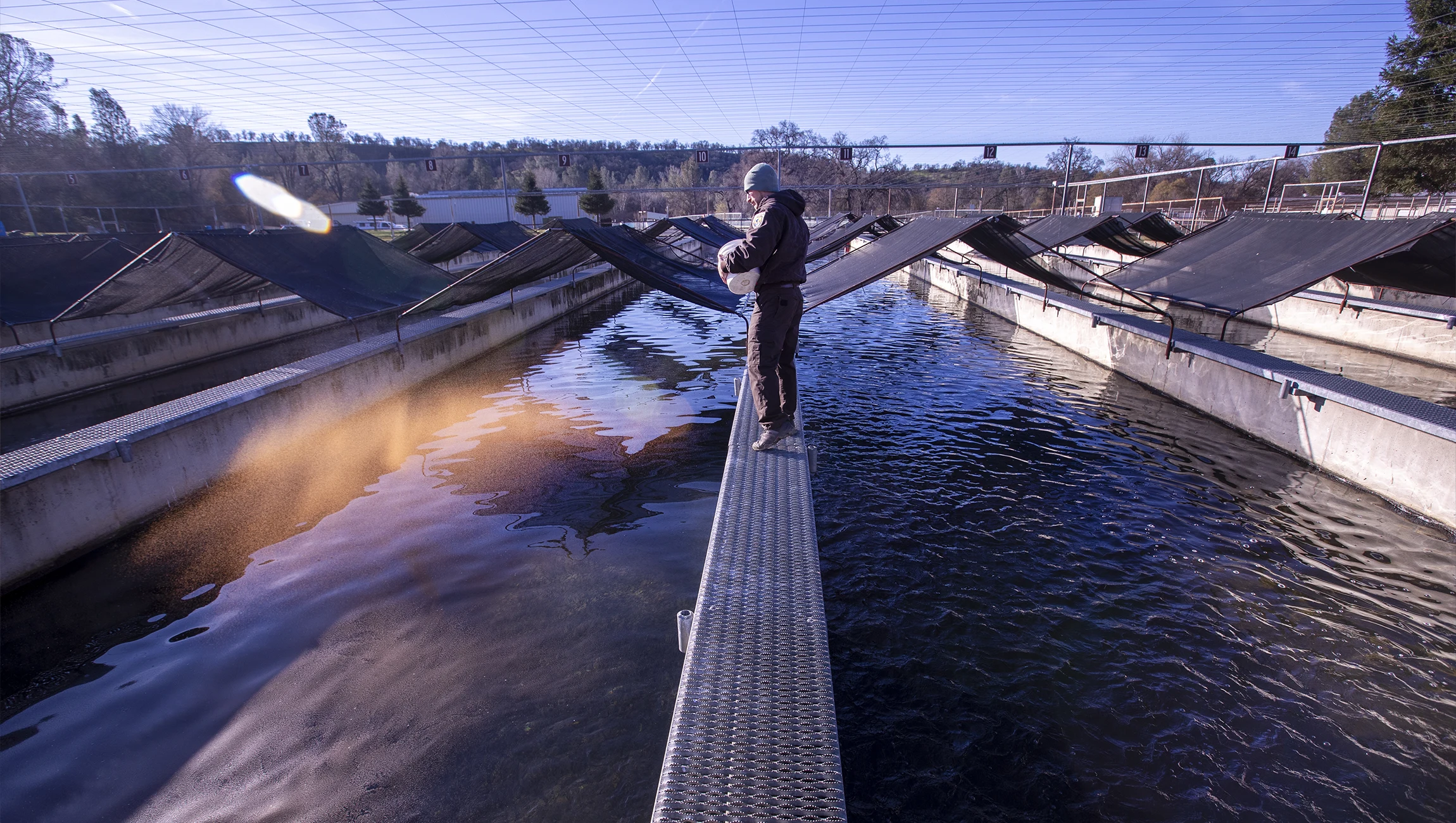 Chinook salmon fry are fed in a tank at the Coleman National Fish Hatchery, California USA. (Allen J. Schaben / Los Angeles Times via Getty Images)