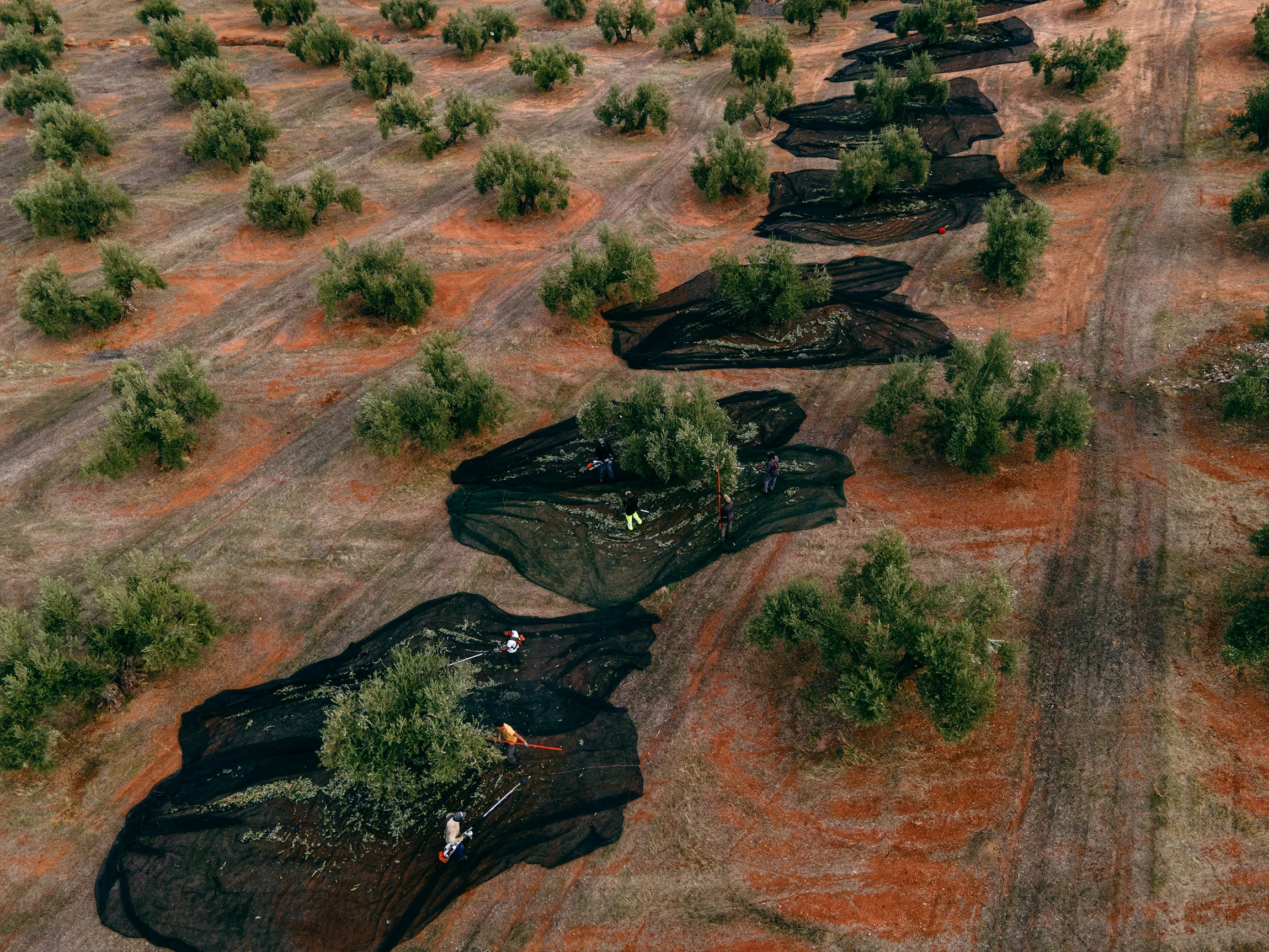 In 2022, Spain's Andalusia region - the world's largest olive-oil producing region -  saw yields slump by half the usual quantities as a result of extreme heatwaves and ensuing drought. (Photo Carlos Gil/Getty Images)