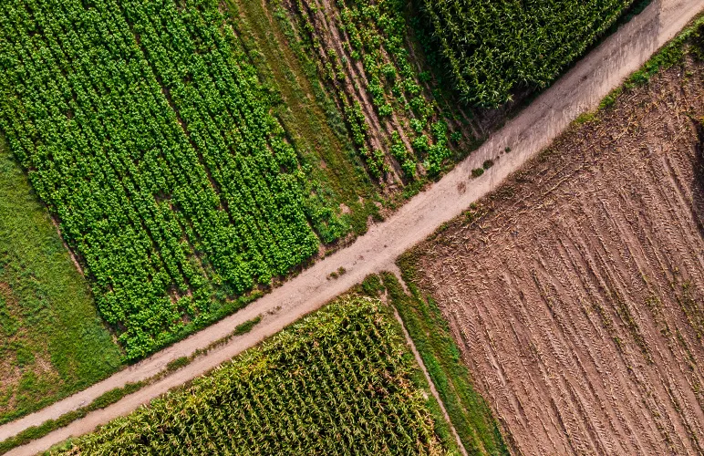 genome-edited crops