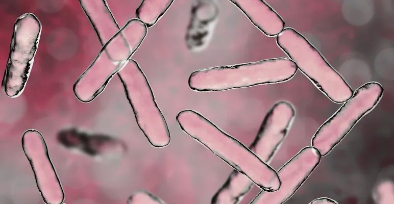 Closeup of bacteria