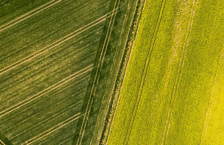 genome-edited crops