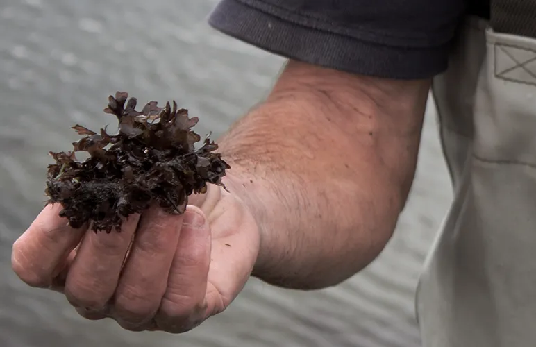 Seaweed