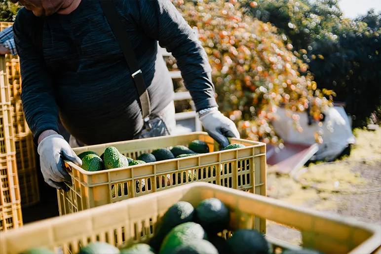 Bruised avocados from handling