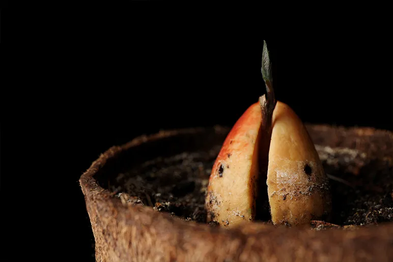 Avocado Life Cycle & Food Waste