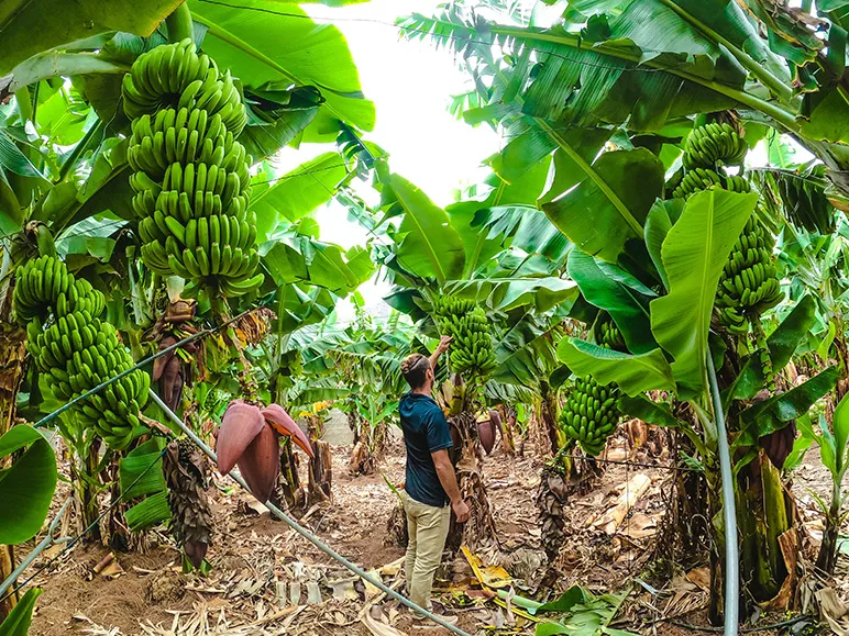 Many banana plantations in Latin America 