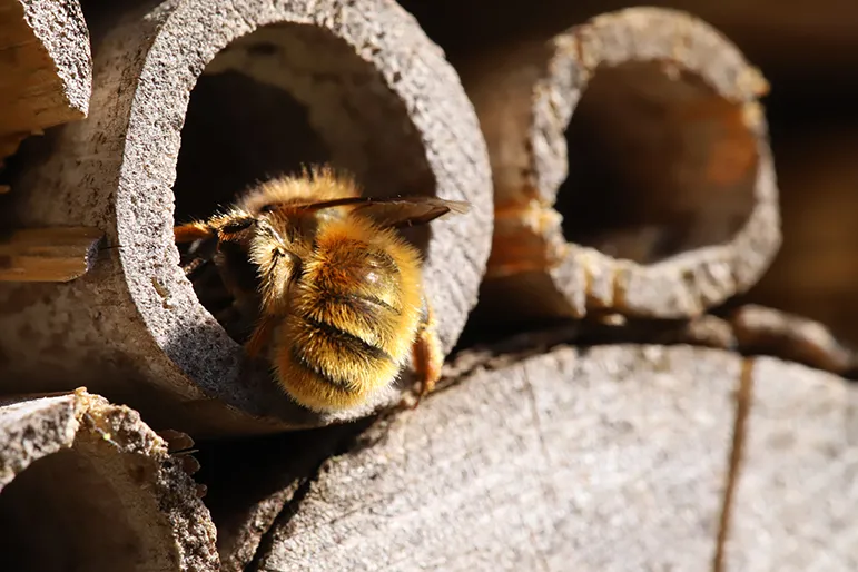 Bees