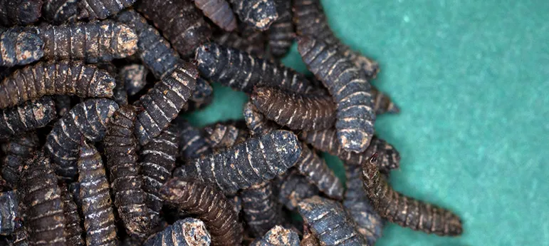 Insects
