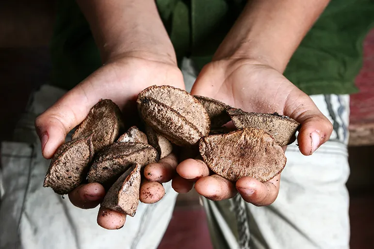  Brazil Nuts