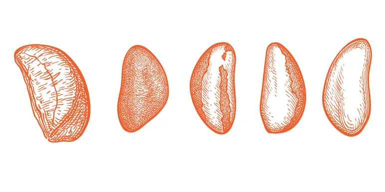 Brazil Nuts