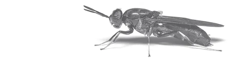 Fly