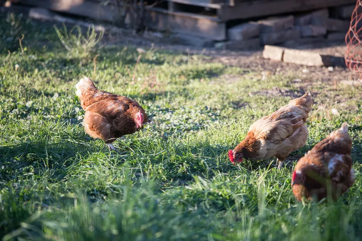 Chickens