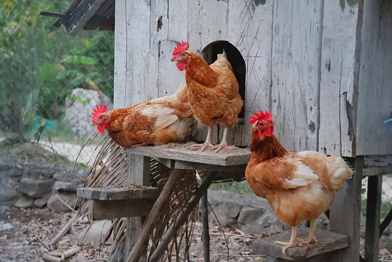 Chickens